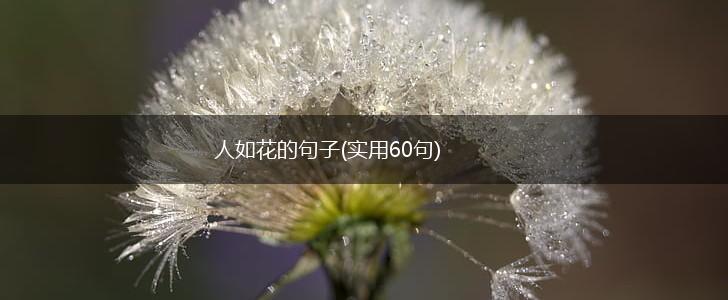 人如花的句子(实用60句),第1张