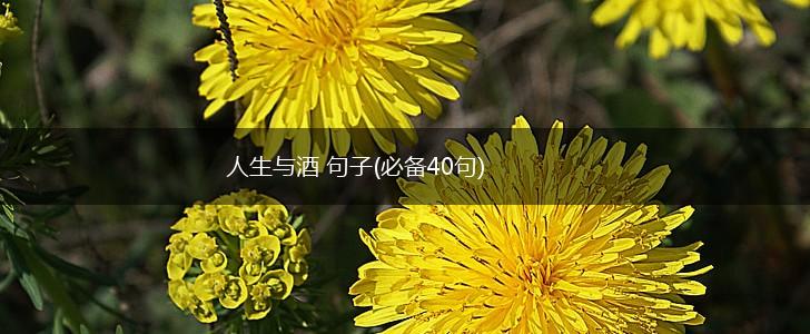 人生与酒 句子(必备40句),第1张
