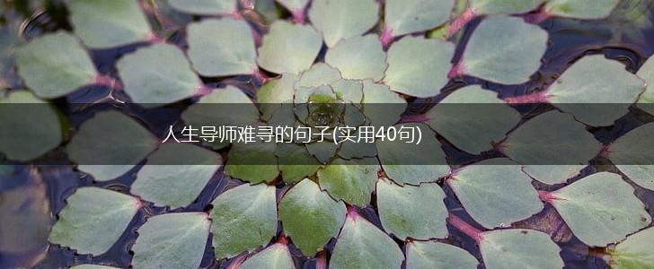 人生导师难寻的句子(实用40句),第1张