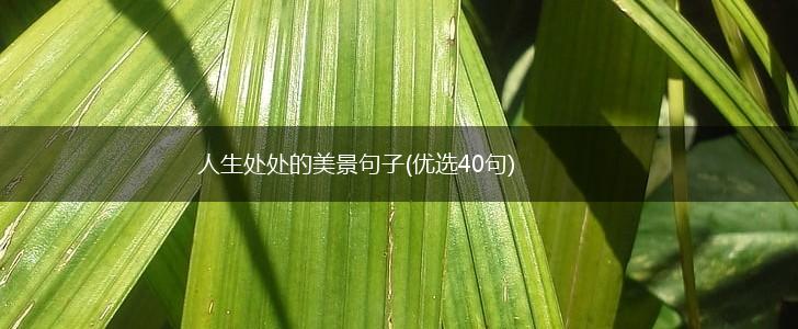 人生处处的美景句子(优选40句),第1张