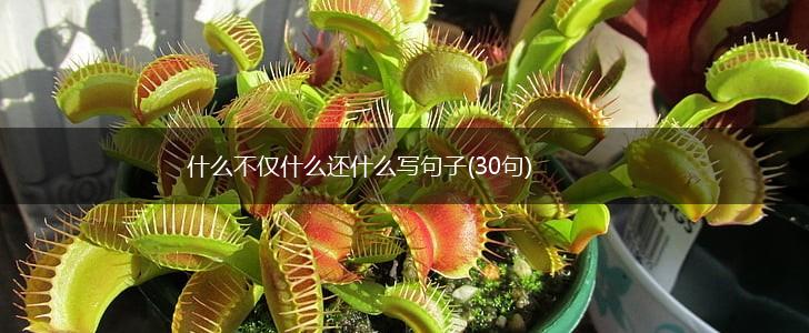 什么不仅什么还什么写句子(30句),第1张 什么不仅什么还什么写句子(30句),第1张