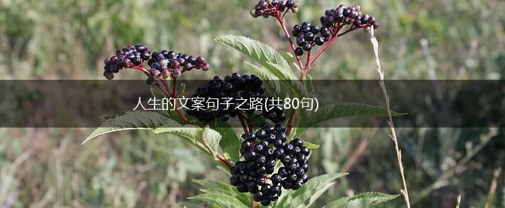 人生的文案句子之路(共80句),第1张