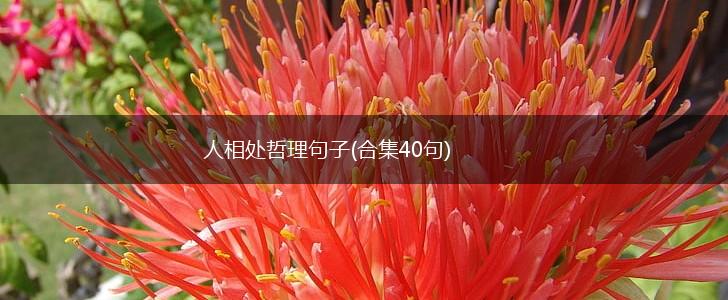 人相处哲理句子(合集40句),第1张