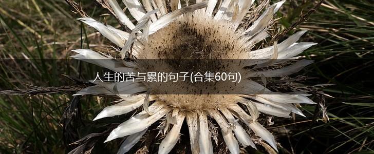 人生的苦与累的句子(合集60句),第1张