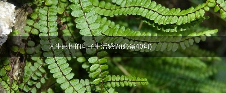 人生感悟的句子生活感悟(必备40句),第1张