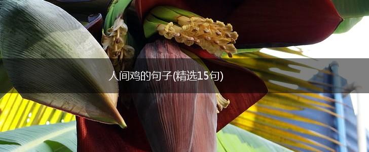 人间鸡的句子(精选15句),第1张