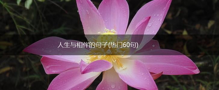 人生与相伴的句子(热门60句),第1张