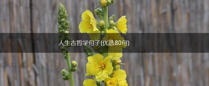人生古哲学句子(优选80句),第1张