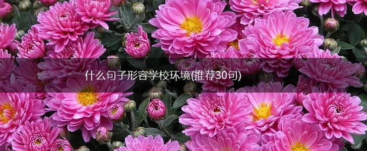 什么句子形容学校环境(推荐30句),第1张