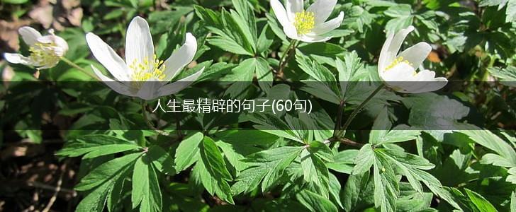 人生最精辟的句子(60句),第1张