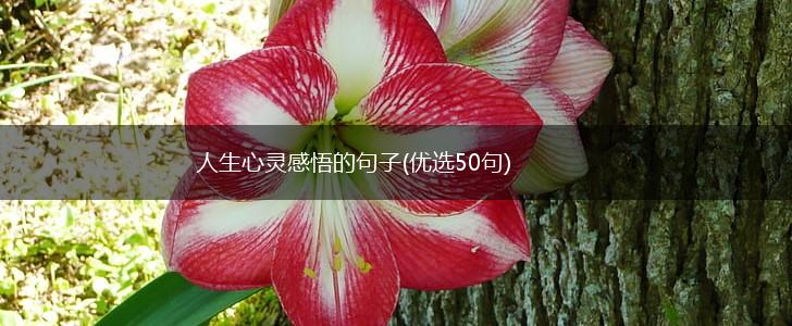 人生心灵感悟的句子(优选50句),第1张