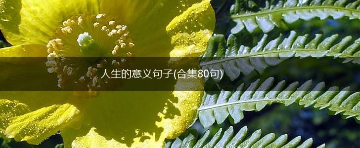 人生的意义句子(合集80句),第1张
