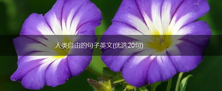人类自由的句子英文(优选20句),第1张