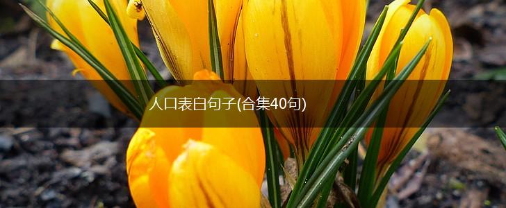 人口表白句子(合集40句),第1张