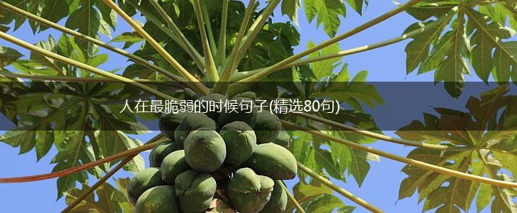 人在最脆弱的时候句子(精选80句),第1张