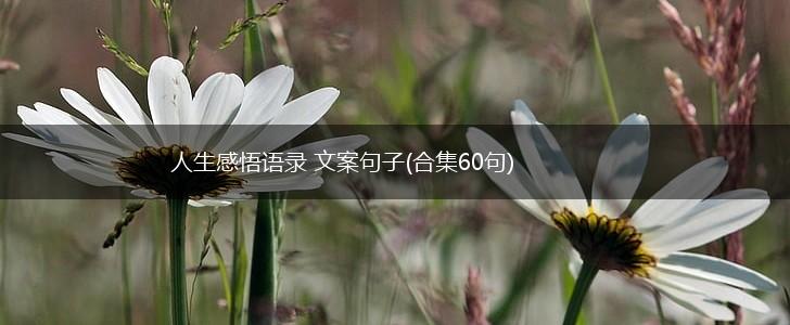 人生感悟语录 文案句子(合集60句),第1张