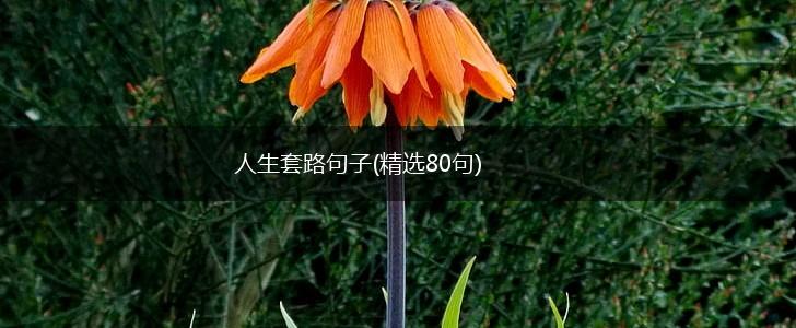 人生套路句子(精选80句),第1张