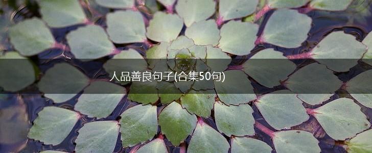 人品善良句子(合集50句),第1张