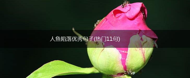 人鱼陷落优秀句子(热门11句),第1张