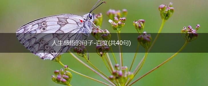 人生感悟的句子-百度(共40句),第1张