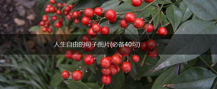 人生自由的句子图片(必备40句),第1张 人生自由的句子图片(必备40句),第1张