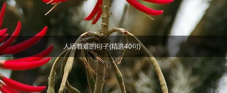 人活着难的句子(精选40句),第1张