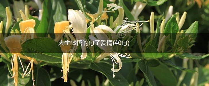 人生感悟的句子爱情(40句),第1张