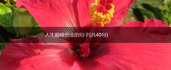 人生巅峰创业的句子(共40句),第1张