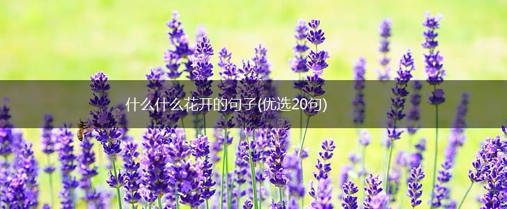 什么什么花开的句子(优选20句),第1张 什么什么花开的句子(优选20句),第1张