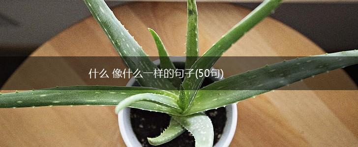 什么 像什么一样的句子(50句),第1张