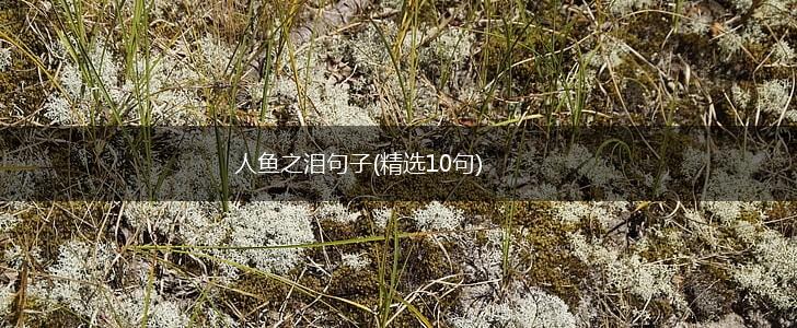 人鱼之泪句子(精选10句),第1张