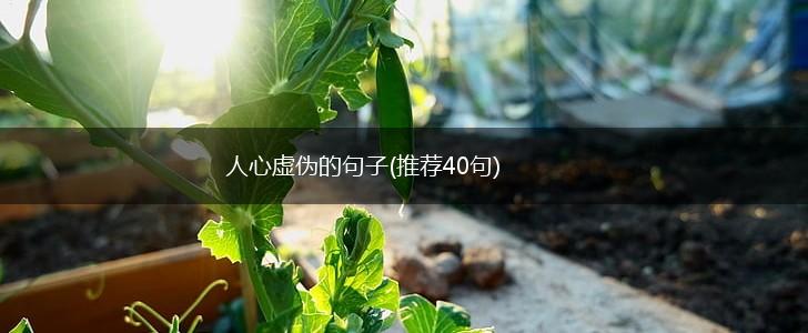 人心虚伪的句子(推荐40句),第1张