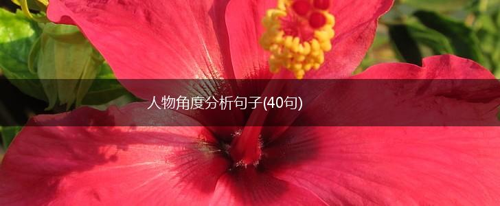 人物角度分析句子(40句),第1张