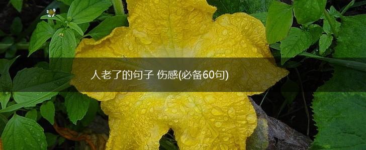 人老了的句子 伤感(必备60句),第1张