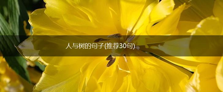 人与树的句子(推荐30句),第1张