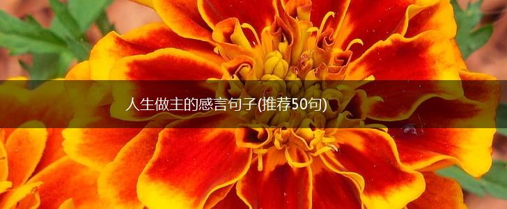 人生做主的感言句子(推荐50句),第1张