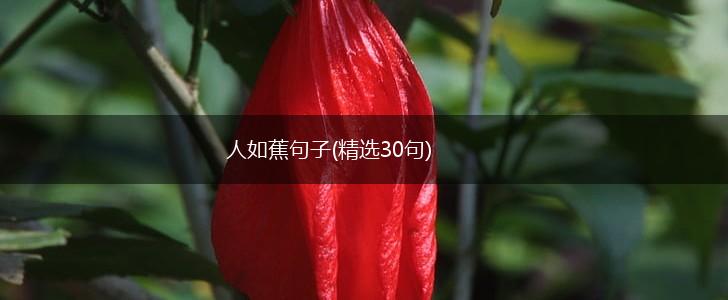 人如蕉句子(精选30句),第1张