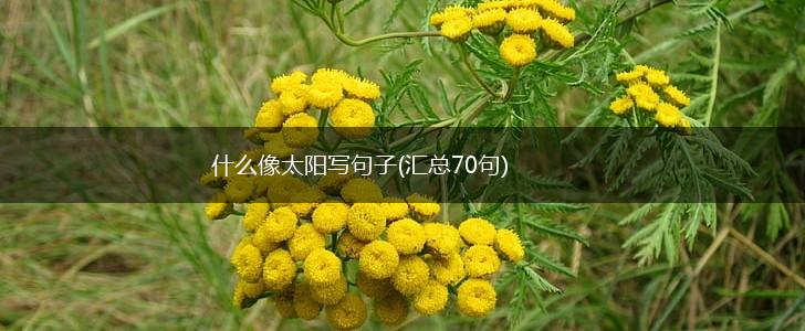 什么像太阳写句子(汇总70句),第1张