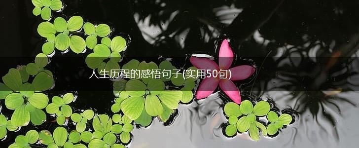 人生历程的感悟句子(实用50句),第1张