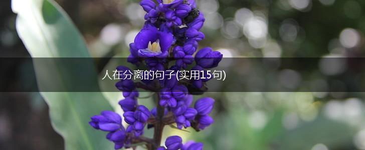 人在分离的句子(实用15句),第1张