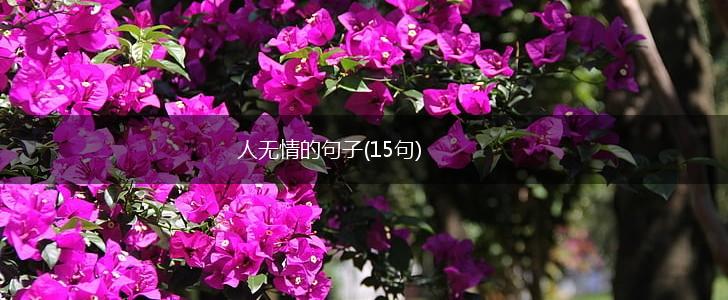 人无情的句子(15句),第1张