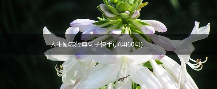 人生励志经典句子快手(通用60句),第1张