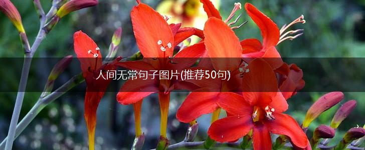 人间无常句子图片(推荐50句),第1张