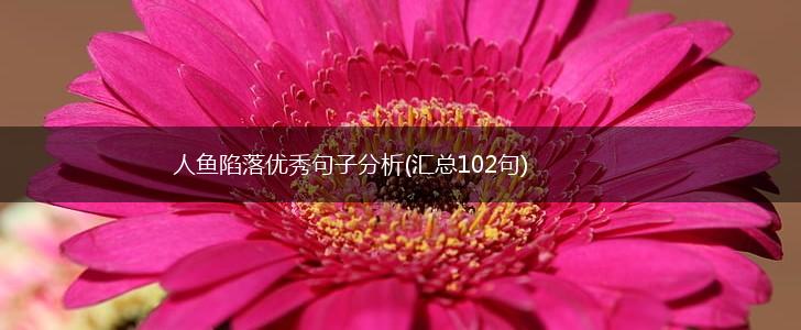 人鱼陷落优秀句子分析(汇总102句),第1张