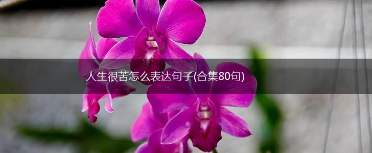 人生很苦怎么表达句子(合集80句),第1张