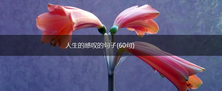人生的感叹的句子(60句),第1张