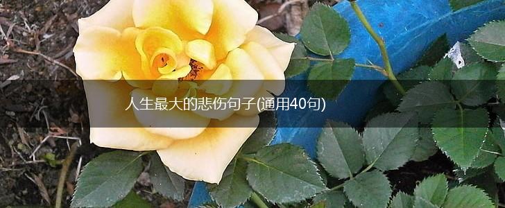 人生最大的悲伤句子(通用40句),第1张