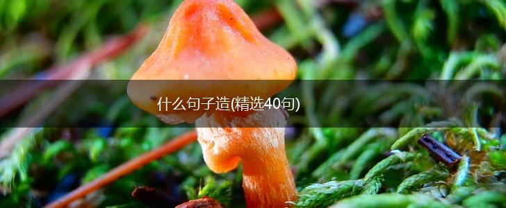 什么句子造(精选40句),第1张 什么句子造(精选40句),第1张