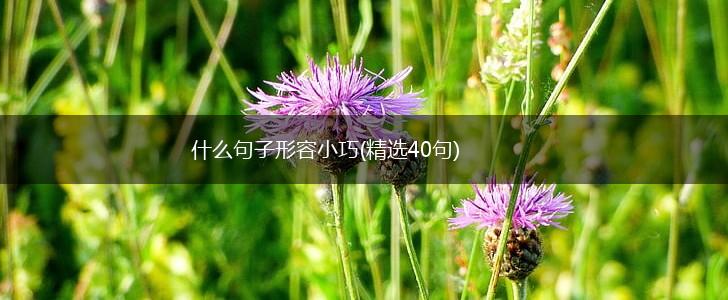 什么句子形容小巧(精选40句),第1张