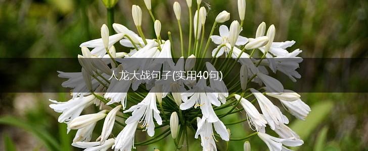 人龙大战句子(实用40句),第1张